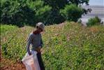 ROSE HARVEST